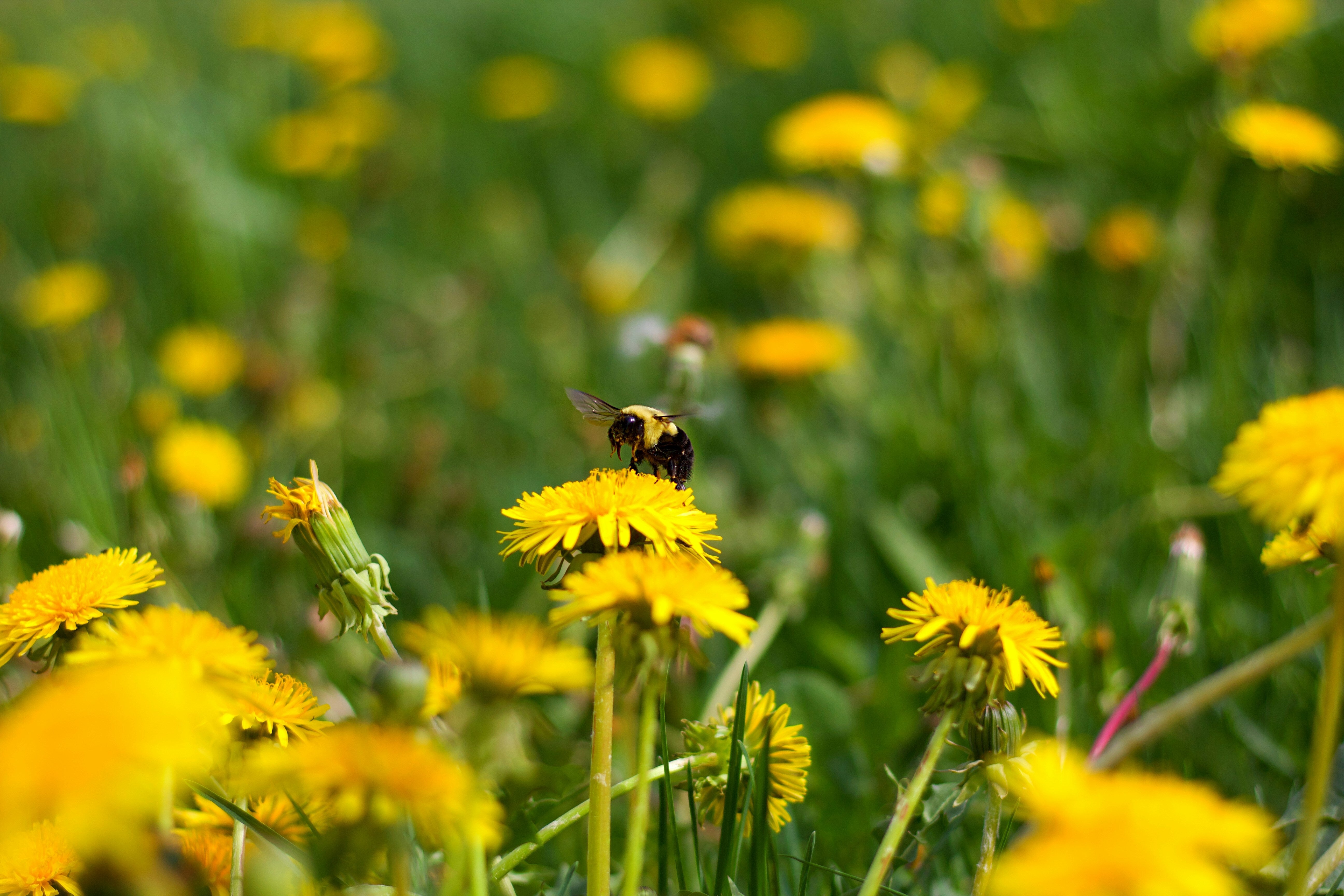 No Mow May: Six Bee-Rilliant Reasons To Let Your Lawn Go Wild