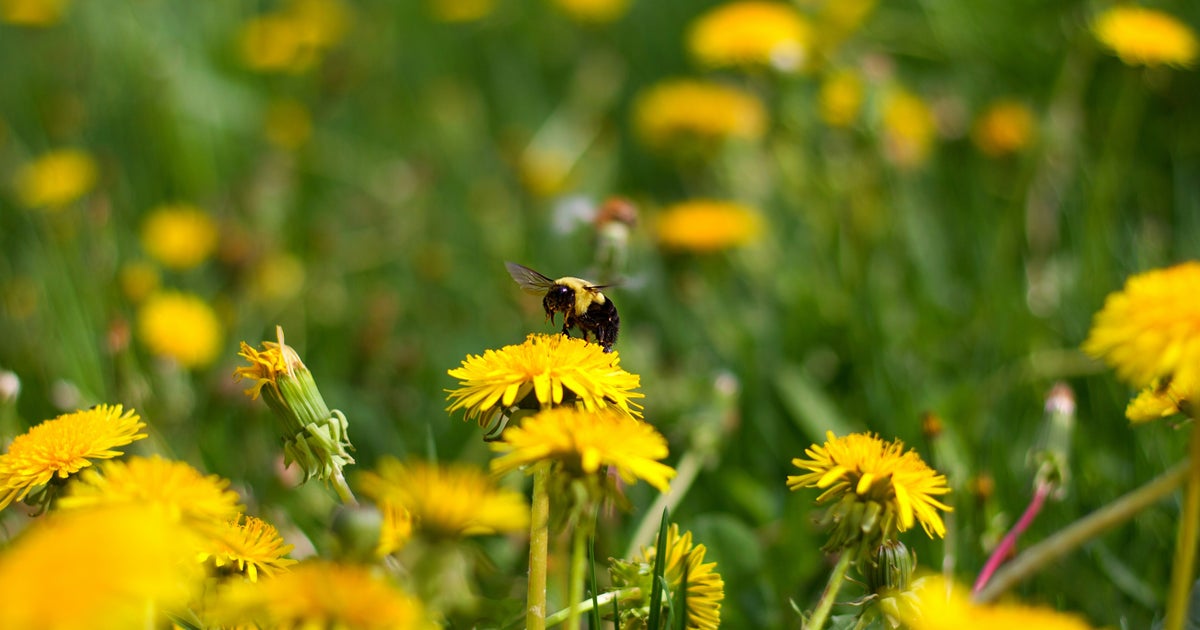 No Mow May: Six Bee-Rilliant Reasons To Let Your Lawn Go Wild