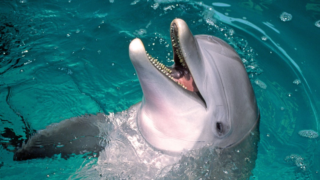 Hegseth And Caine Asked About Use Of ‘Kamikaze Dolphins’ In Iran War