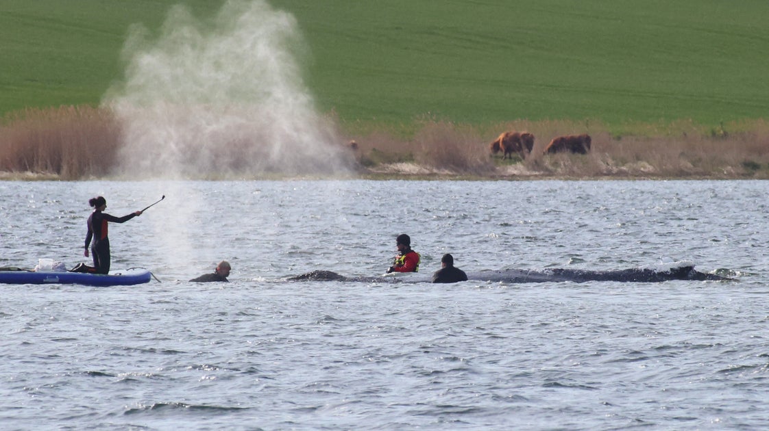 Tracker Used To Monitor Rescued Humpback Whale Has Reportedly Failed