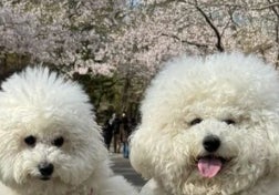 愛犬と撮影したら、同化して「犬人間の夫婦」に仕上がった⇨「AIじゃなかった」「なじみすぎ」と爆笑