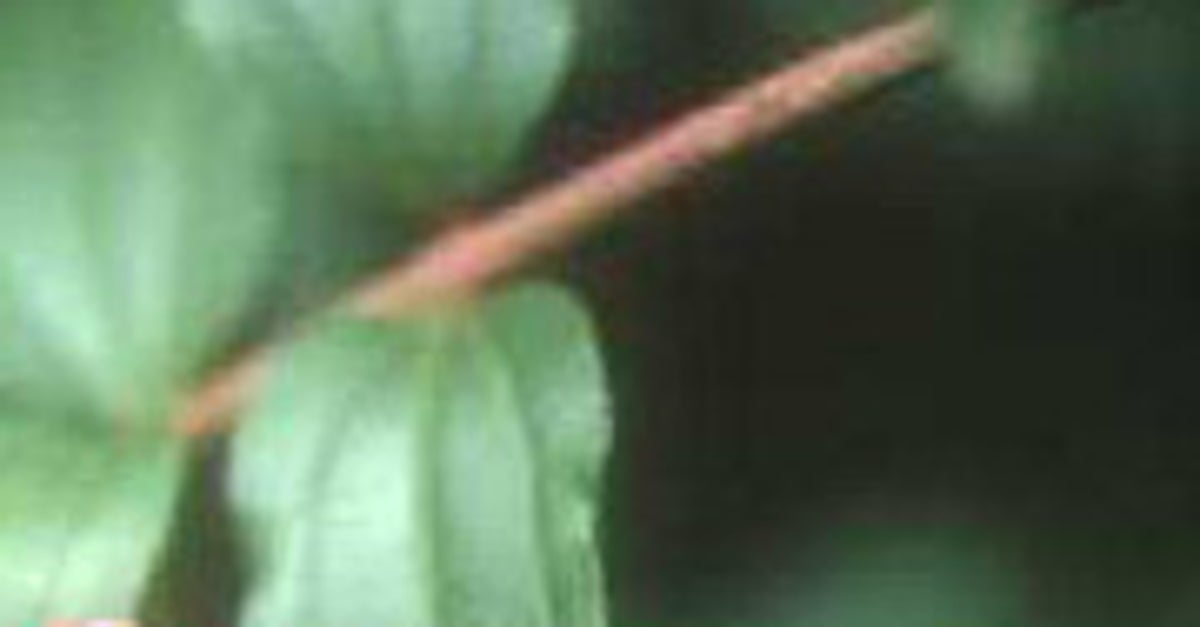 この美しい赤い実、絶対に手に取らないで。日当たりの良い場所で見かける植物…死亡例も