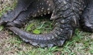この“ワニみたいなしっぽ”の生物、絶対に触らないで。5月から陸に上がってくる…攻撃性が強い外来種