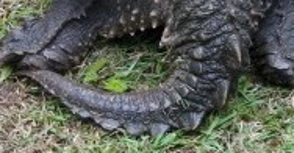 この“ワニみたいなしっぽ”の生物、絶対に触らないで。5月から陸に上がってくる…攻撃性が強い外来種