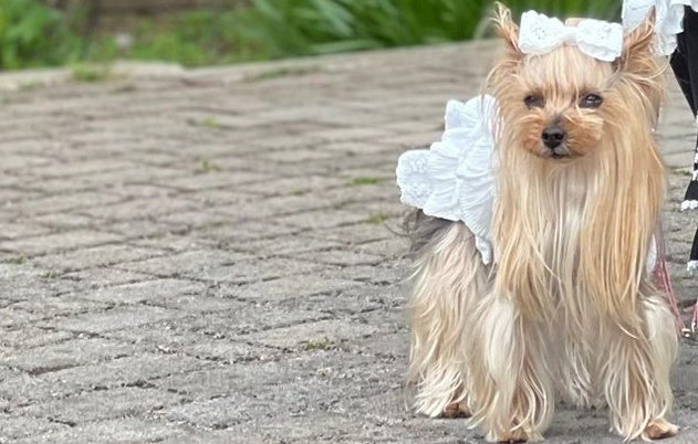 知らない犬のリードを渡され「写真撮らせて！」と頼まれたら...⇨コーデそっくりで「あまりにも似合ってる」と反響