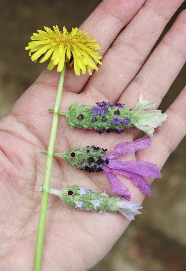 雨上がりのフレンチラベンダーが“鯉のぼり”に変身！⇨可愛すぎる草花遊びに「発想が素晴らしい」