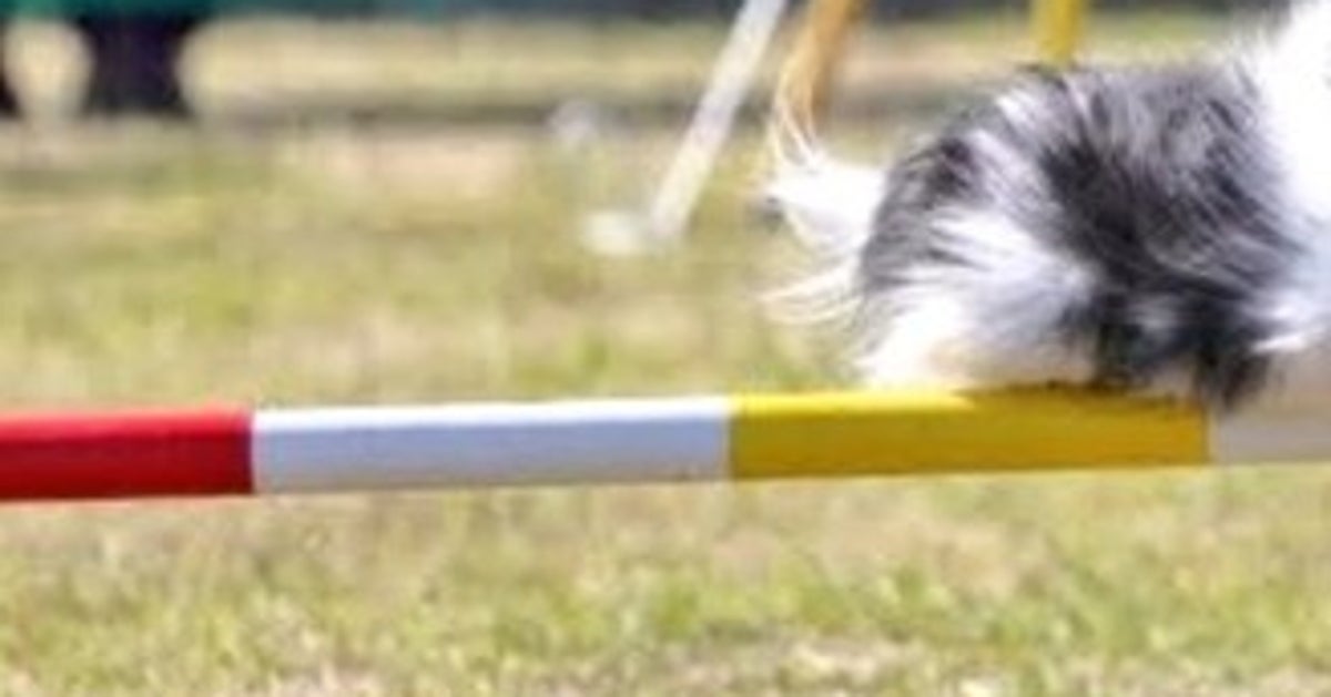 競技中の犬が「くつろぎ中」にしか見えない⇨奇跡の瞬間に「卵を温めている鶏」と爆笑