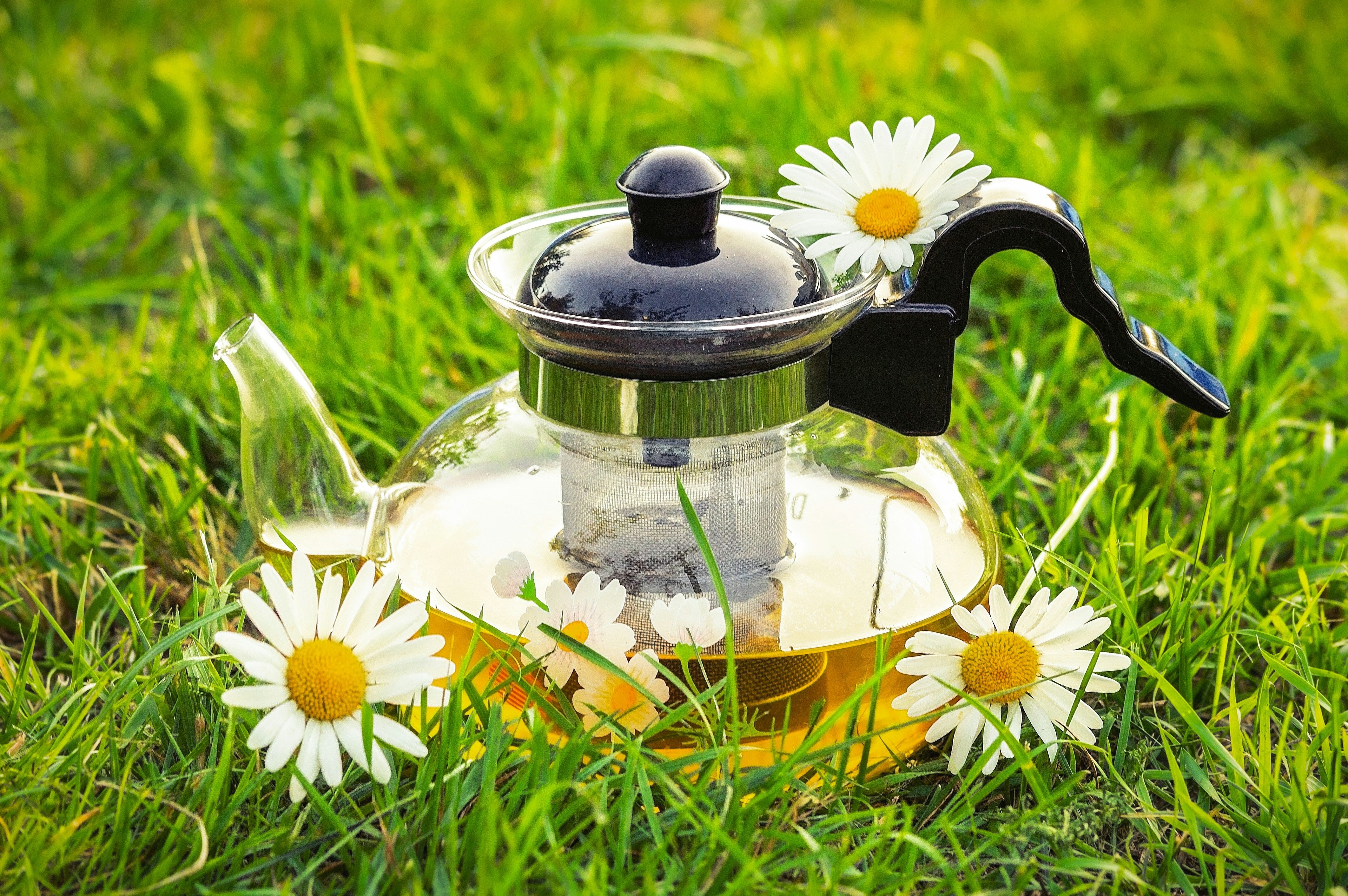 Cup Of Chamomile Tea Could Save Your Garden From Fungus
