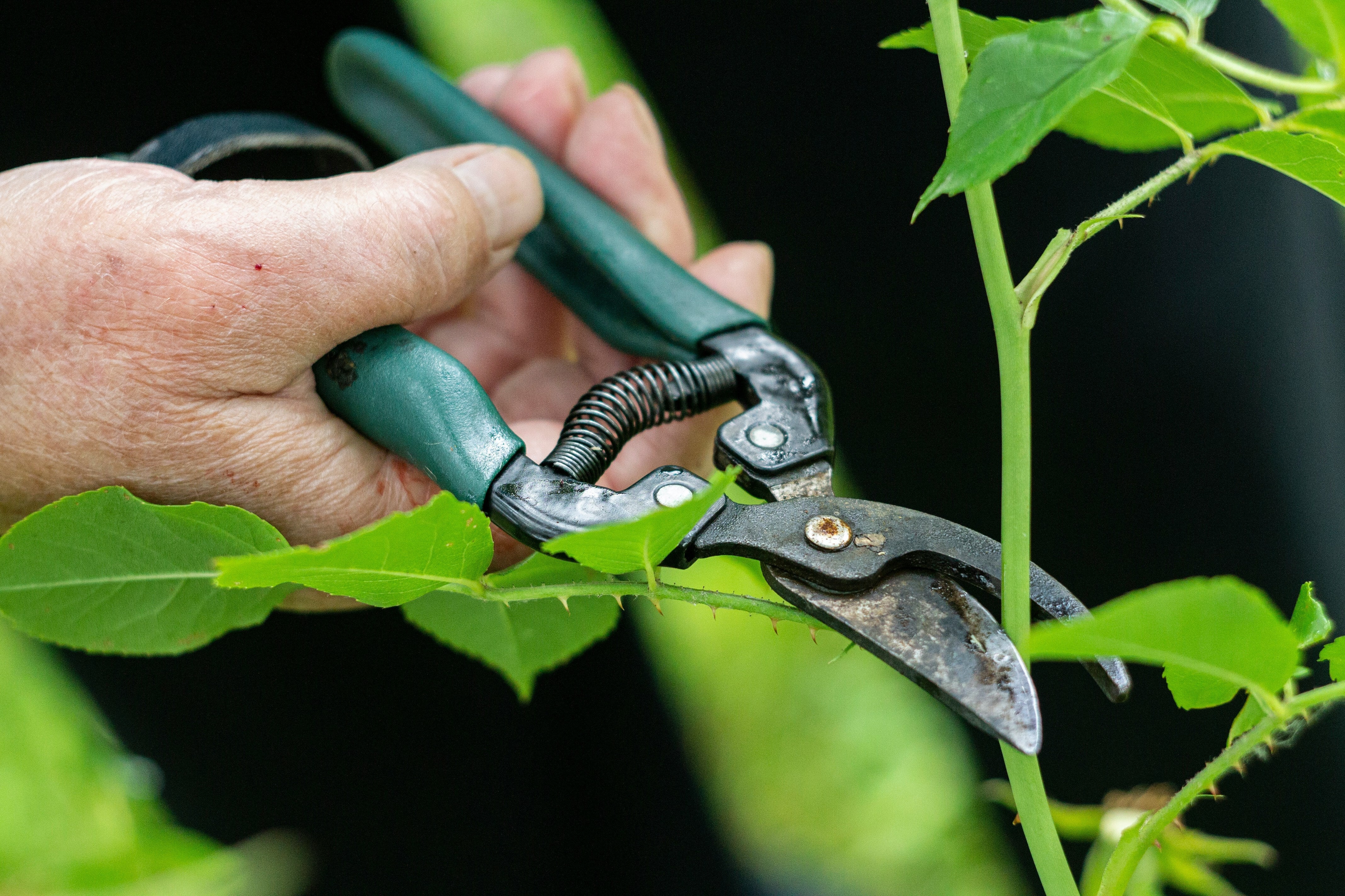 King Charles' Former Gardener Shares Pruning Tips To Help Your Garden Flourish