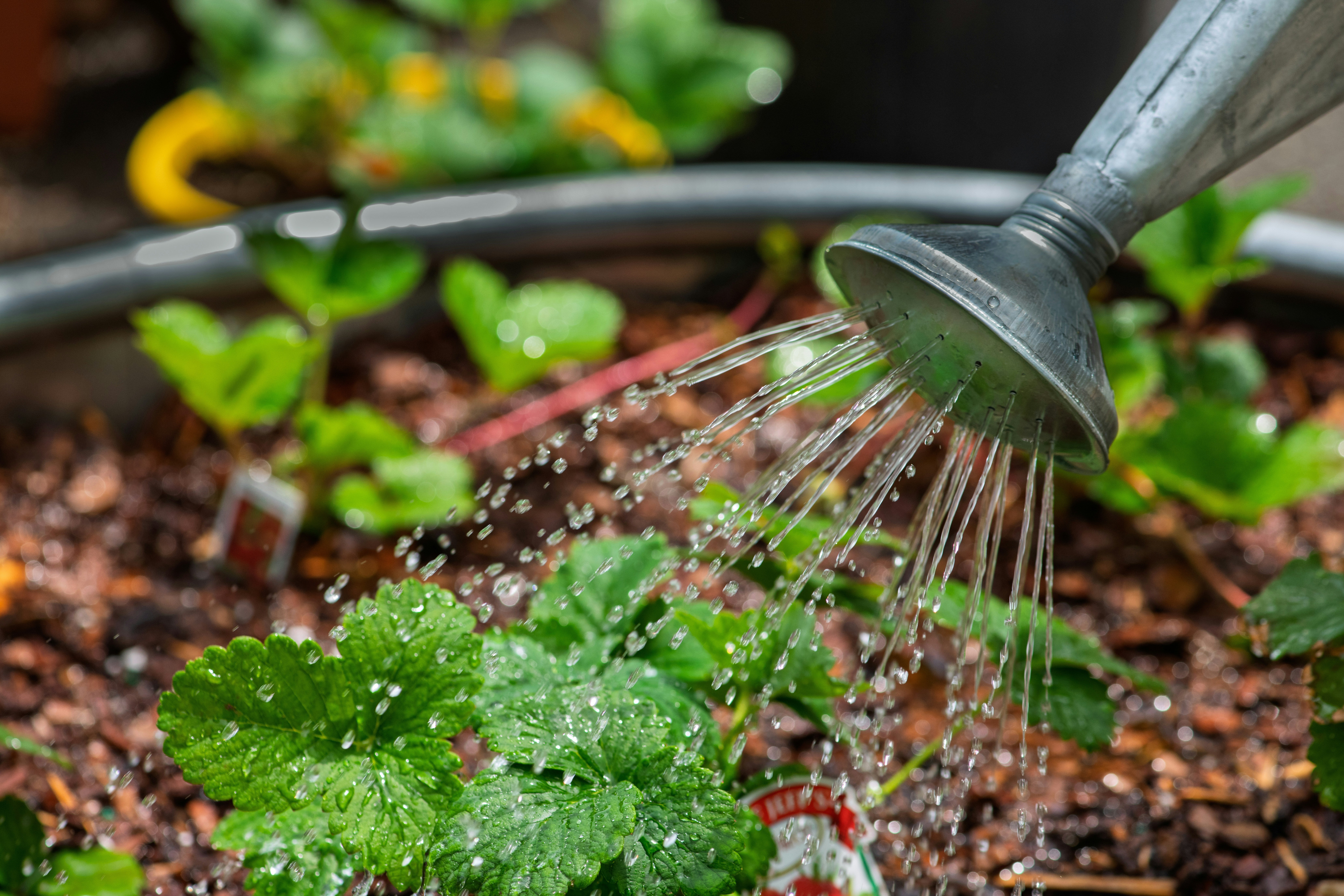 What To Do And Not To Do When Watering Your Garden Plants