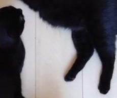 床一面に“落ちてる”7匹の黒猫⇨幸せな光景に「良いちらかり具合ですねぇ」「シールの台帳みたい」の声