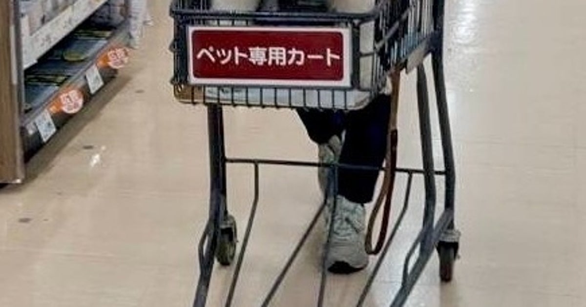 ホームセンターで人間にファンサをする犬、現る。ニコニコの笑顔に「尊すぎる」「出会える人達がうらやましい」