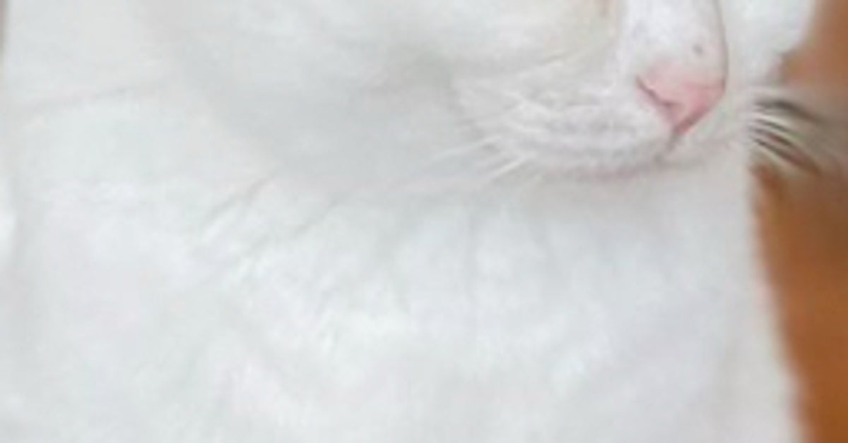 「返して」と言っても完全スルー…スリッパを死守する猫に「強い意志を感じる」の声