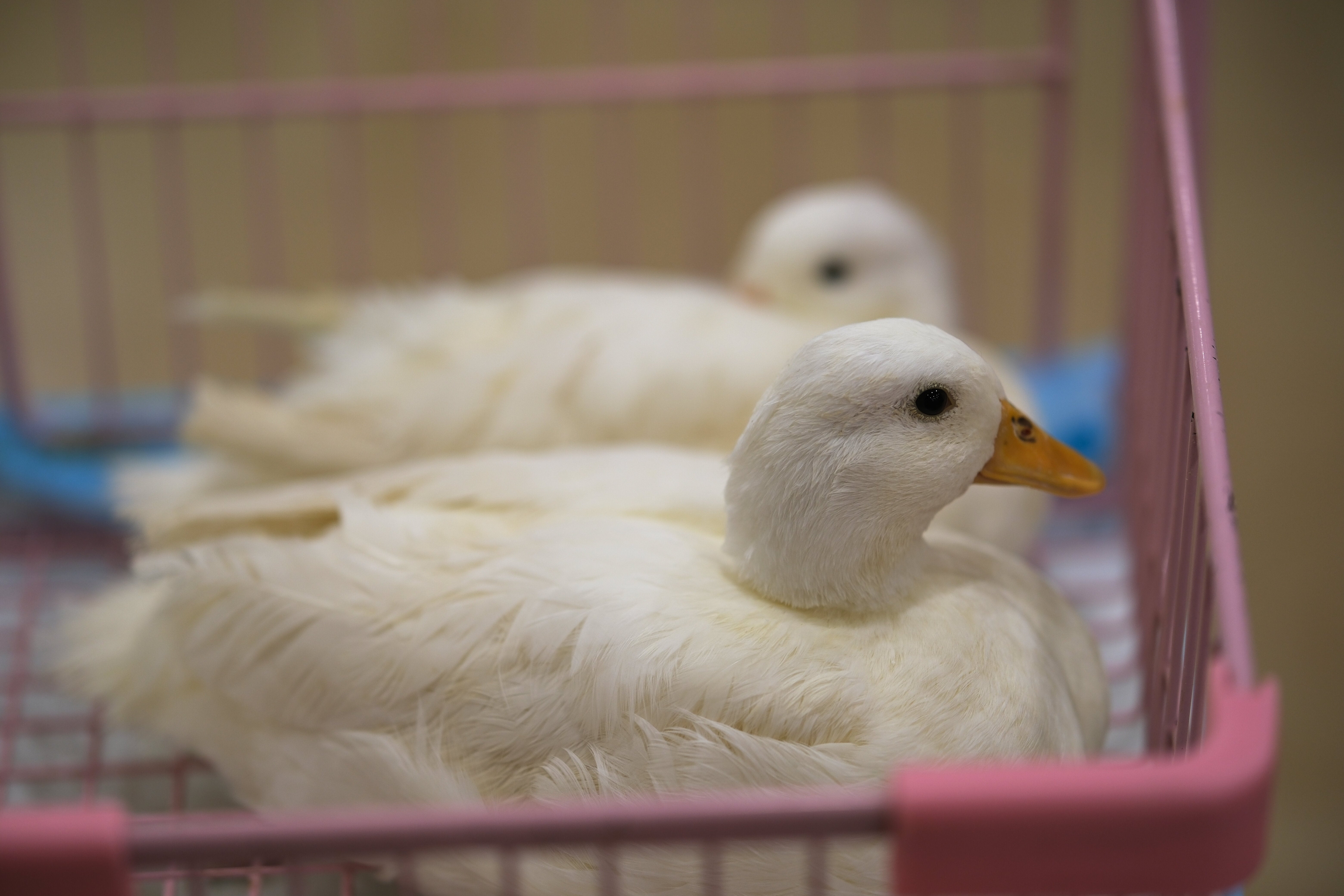 入浴する母アヒルを子アヒル7羽が取り囲む。“圧が強すぎる”光景に「母を守る結界？」と爆笑