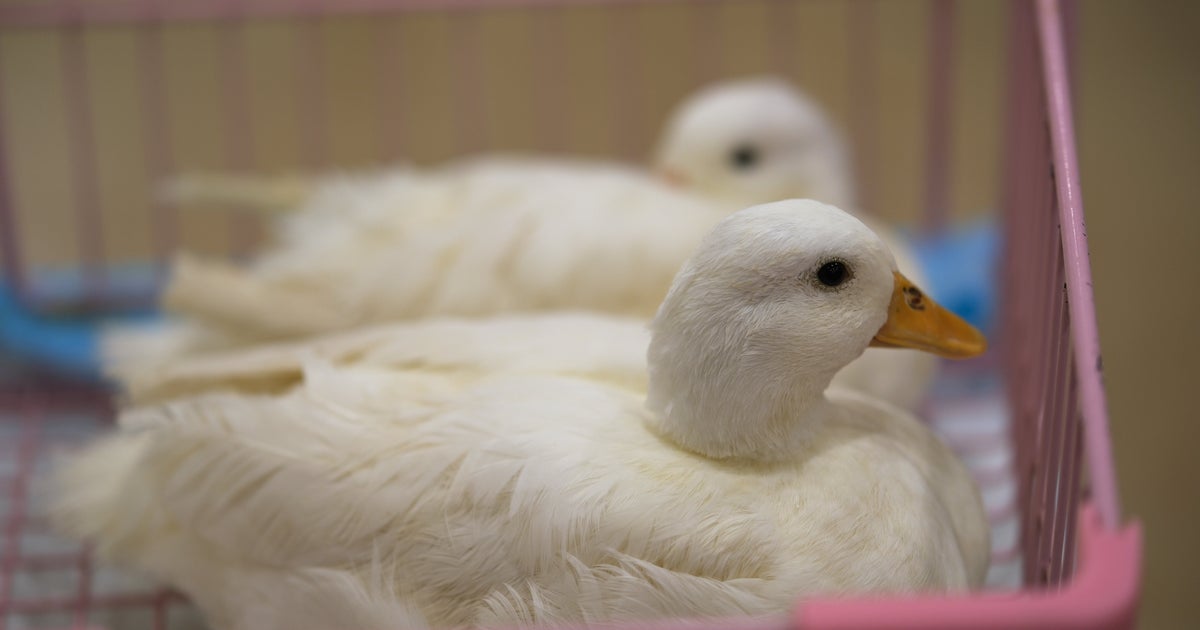 入浴する母アヒルを子アヒル7羽が取り囲む。“圧が強すぎる”光景に「母を守る結界？」と爆笑