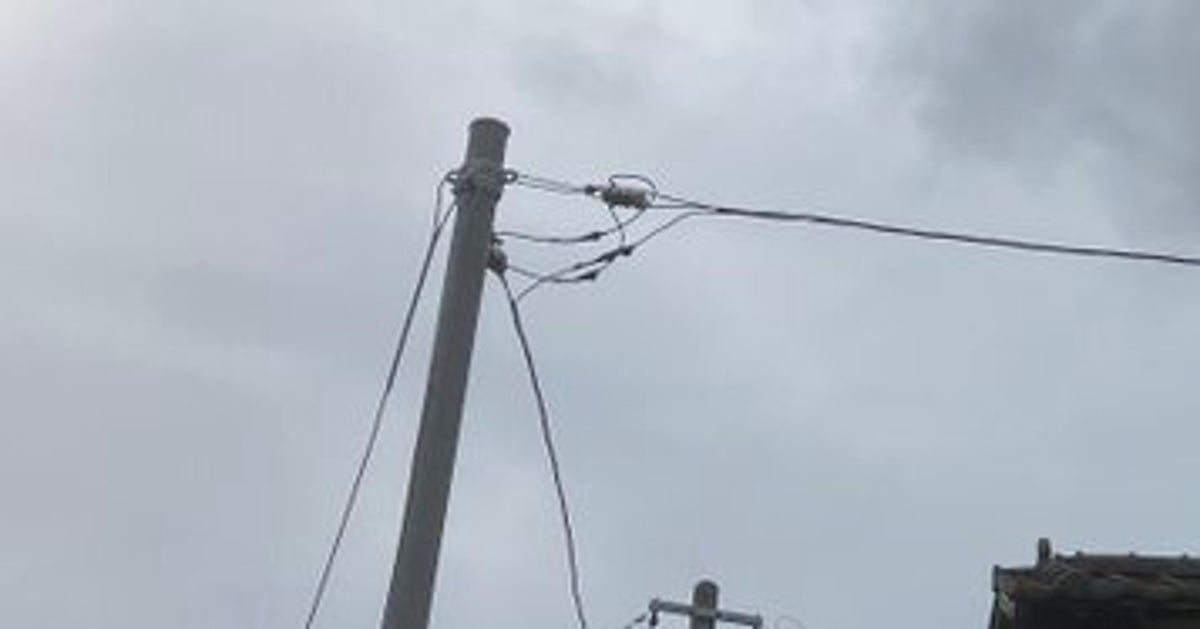 電線の上をスルスル移動する“1.5mの巨大ヘビ”に遭遇⇨「ヒエエ！」「私なら絶叫する」