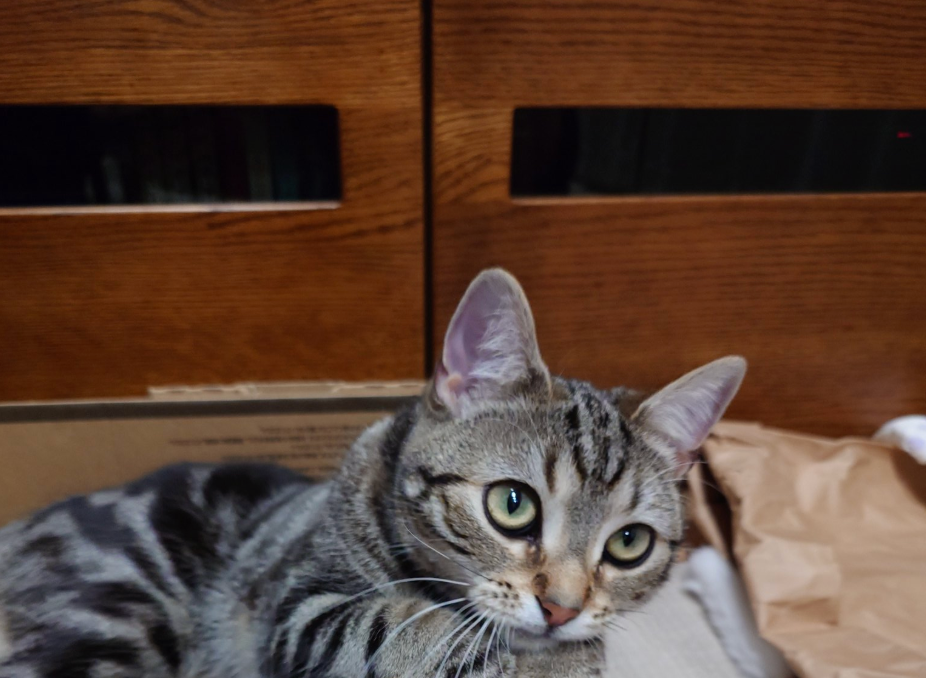 「ええやろ、ドヤァ！」段ボールハウスに収まった猫、最高級の“ドヤ顔”を披露⇨「この顔好き」「ウケる」
