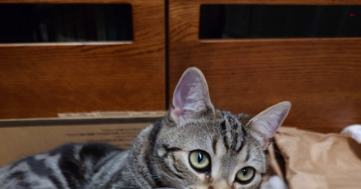 「ええやろ、ドヤァ！」段ボールハウスに収まった猫、最高級の“ドヤ顔”を披露⇨「この顔好き」「ウケる」