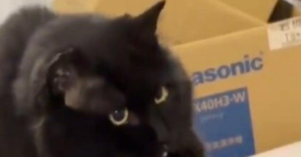 飼い主にかまってほしい黒猫⇨器用すぎる“両手アピール”に「健気」「めっちゃ話しかけてる」