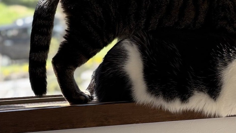 ハチワレ猫の上に重なるキジトラ猫⇨窓際で“虫観察”する姿に「仲間に入りたい」と悶絶の声
