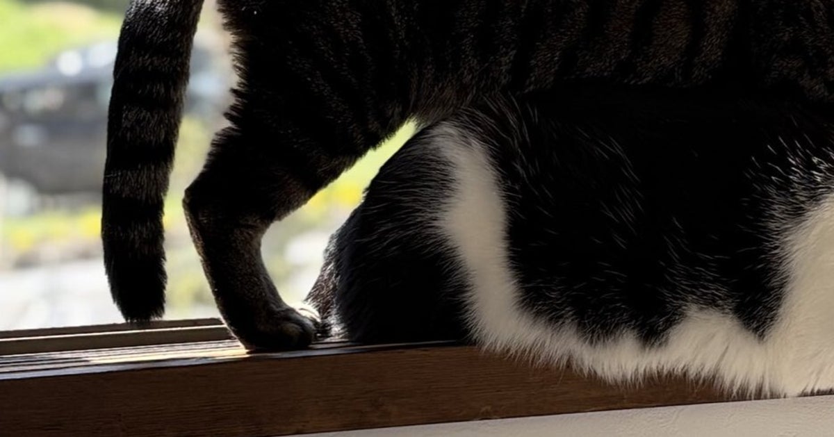 ハチワレ猫の上に重なるキジトラ猫⇨窓際で“虫観察”する姿に「仲間に入りたい」と悶絶の声