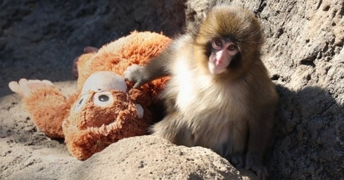 「サル山内に侵入者」子ザル・パンチくんで人気の市川市動植物園が報告　「許せない！」「サルは大丈夫？」と怒りと心配の声