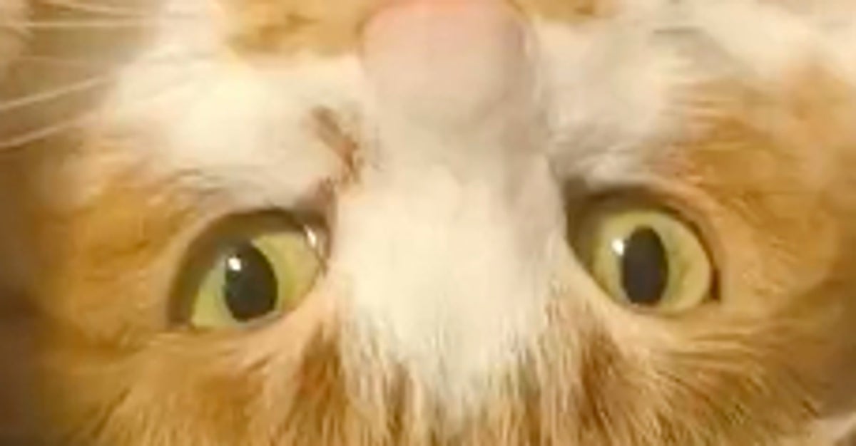 どうしてこうなった？愛猫の衝撃の姿に「何度見てもかわいい」「天地魔闘の構え」と反響