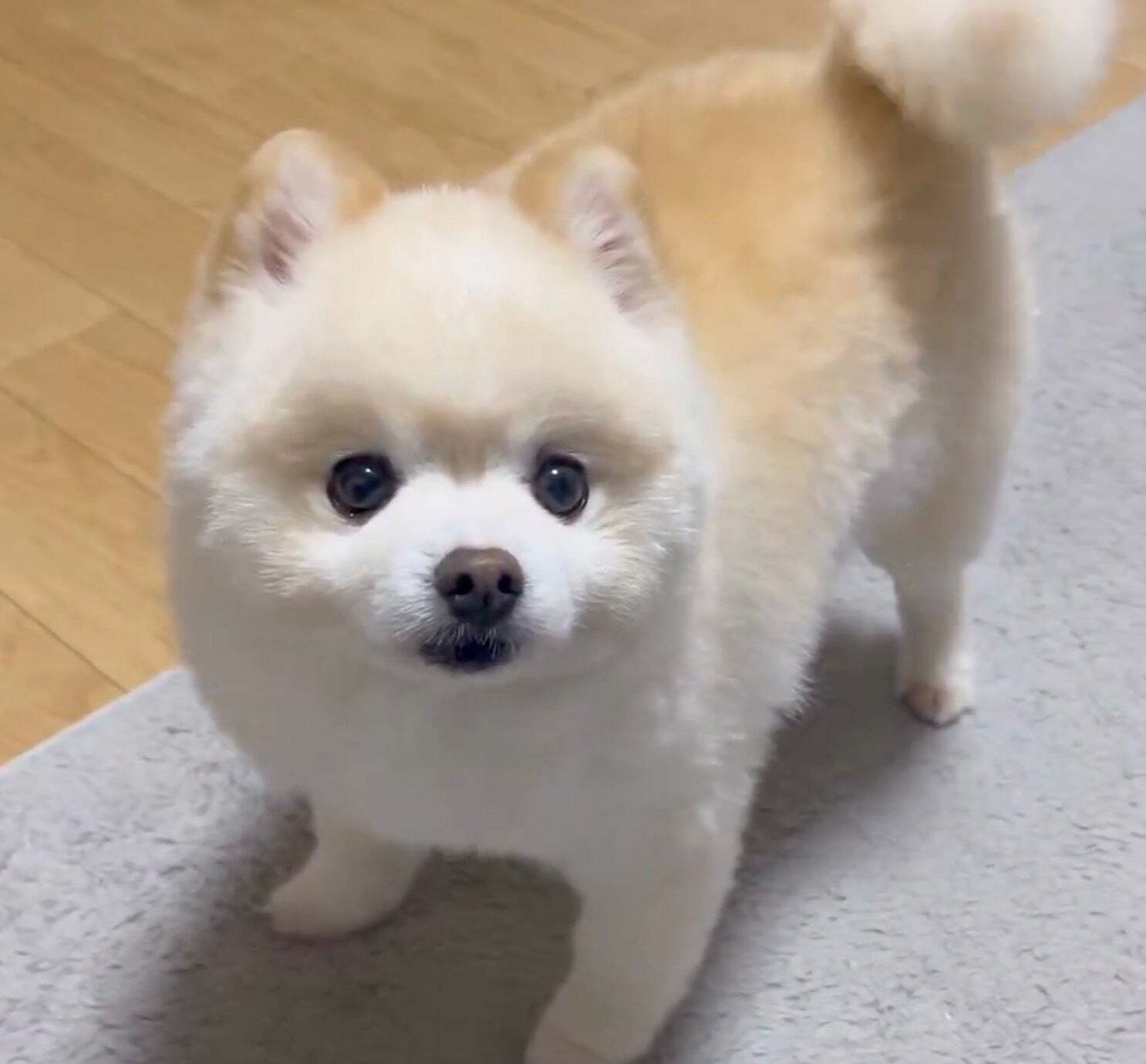「わん拍子」尻尾がメトロノームすぎるワンコに18万いいね「振り方が完璧」「テンポ管理すげえ」