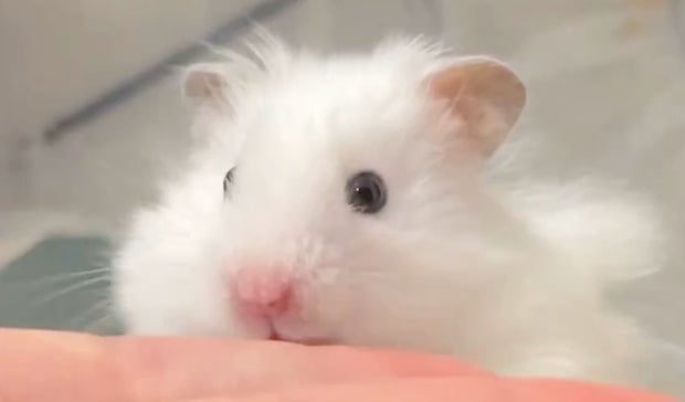 飼い主のくしゃみに驚いたハムスターの“漫画みたいな反応”に爆笑⇨「何度見ても腹筋崩壊する」