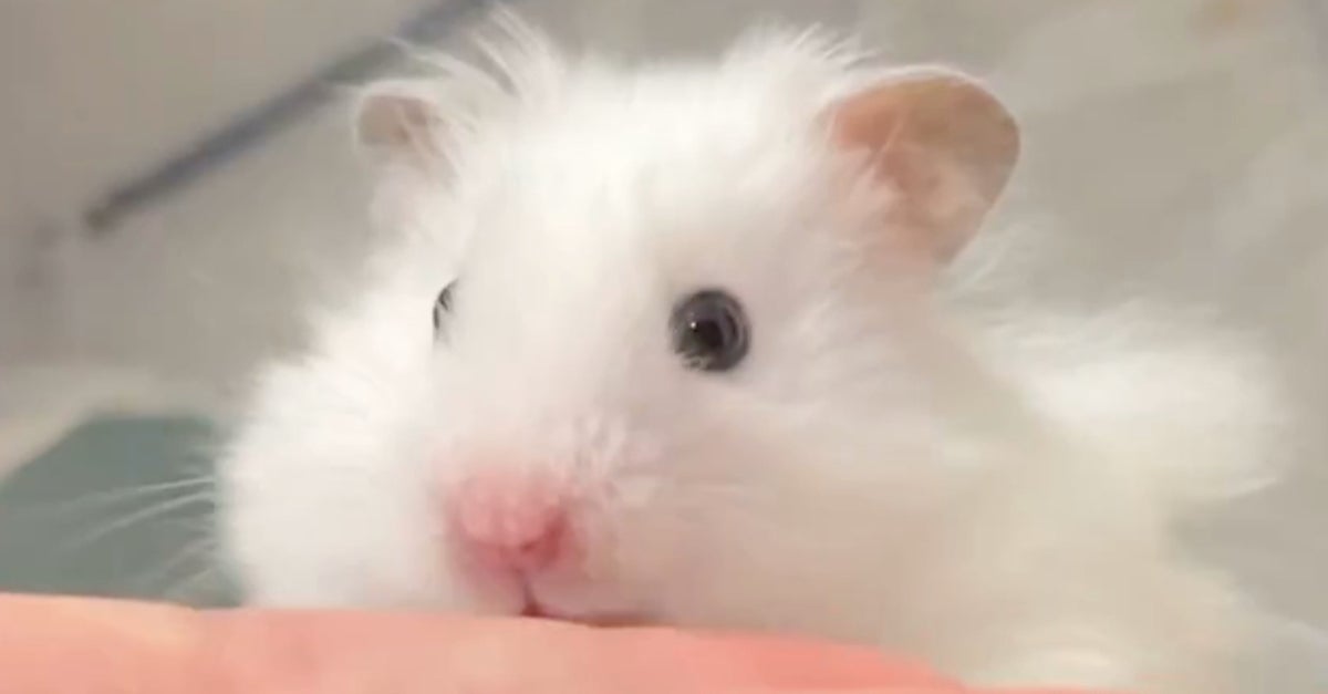 飼い主のくしゃみに驚いたハムスターの“漫画みたいな反応”に爆笑⇨「何度見ても腹筋崩壊する」