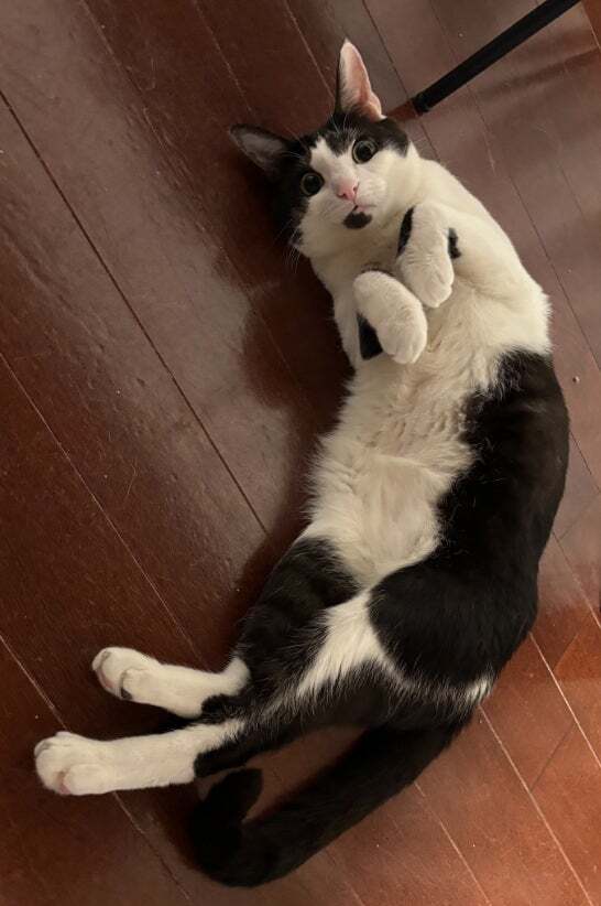 ばぁやorじぃや 抱っこされた相手によって「表情があきらかに違う」猫ちゃん→「不満そうやでw」「何故そんなに表情が違う！？」と反響