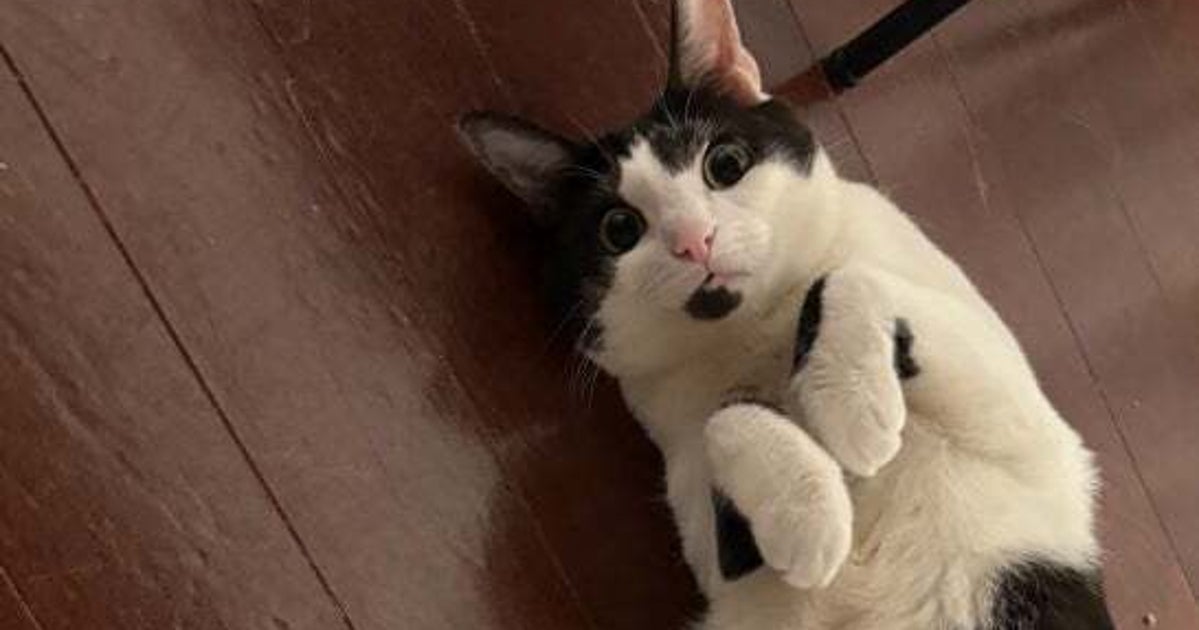 ばぁやorじぃや 抱っこされた相手によって「表情があきらかに違う」猫ちゃん→「不満そうやでw」「何故そんなに表情が違う！？」と反響