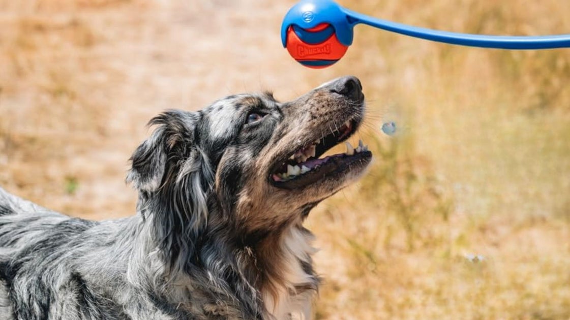These Toys Can Keep Your Pets Engaged Without You Expending Too Much Energy