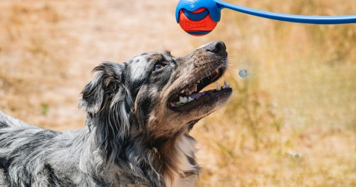 10 Surefire Pet Toys If You're An Animal Lover With Limited Mobility