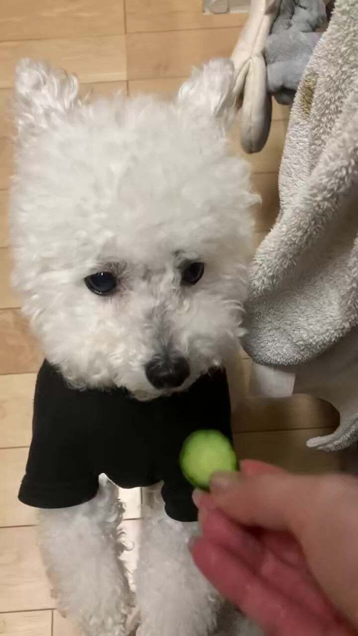 おねだりする愛犬にキュウリをあげたら……かわいすぎる“CDプレーヤーみたいな食べ方”に「何回も見ちゃいます」「キュウリになりたい」
