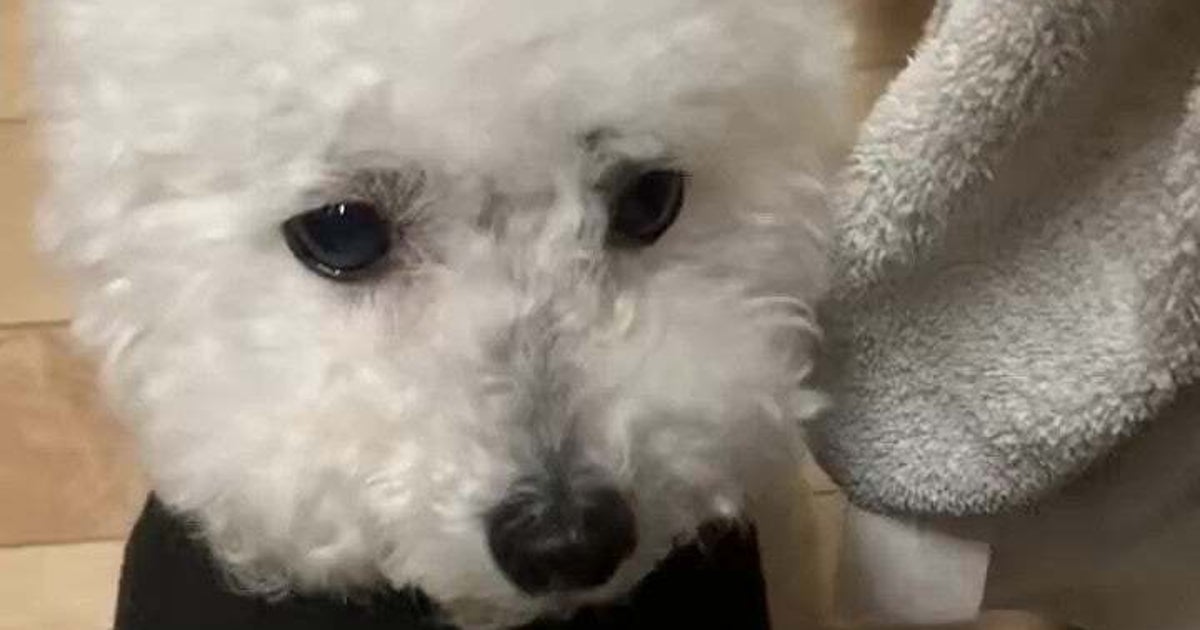 おねだりする愛犬にキュウリをあげたら……かわいすぎる“CDプレーヤーみたいな食べ方”に「何回も見ちゃいます」「キュウリになりたい」