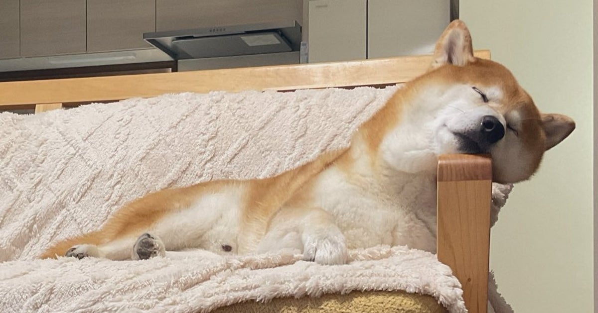 犬ファーストで生活すると、こうなる⇒飼い主との“差”に「お犬様」「柴犬と暮らすとアルアル」と共感の声