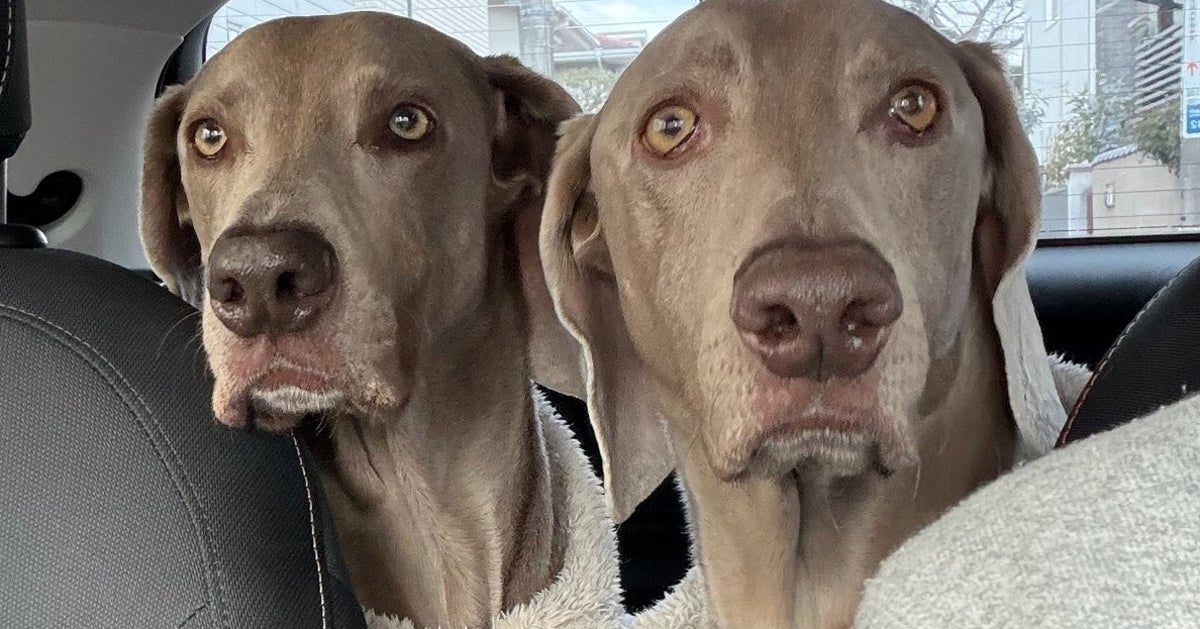 飼い主の“ホットアイマスク”をつけた犬が秒で寝落ち⇨「効果すごい」「ママの匂いがするワン」