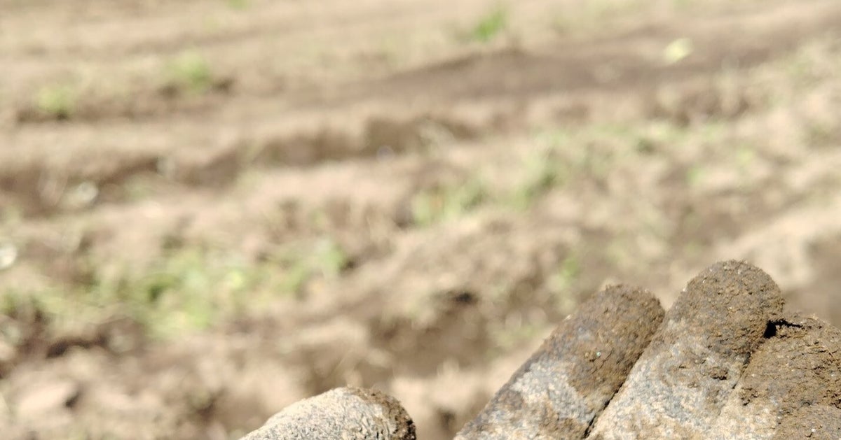 畑の中で“小石”を拾ったら…⇨まさかの小さな命に「び、びっくり」「何処から？」と反響