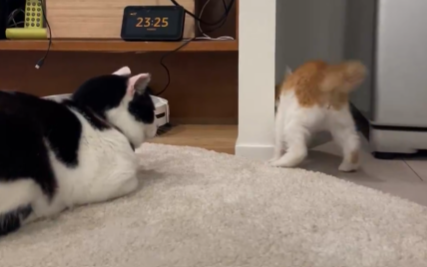 深夜に“やんのかステップ”でケンカを売る子猫⇨余裕すぎる先輩猫に「子守り上手」「泰然自若」