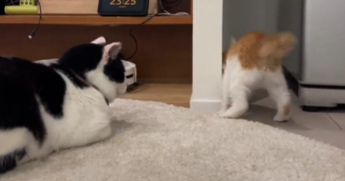深夜に“やんのかステップ”でケンカを売る子猫⇨余裕すぎる先輩猫に「子守り上手」「泰然自若」