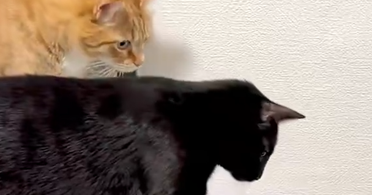 「なぜ??」ある物を突然“敵認定”する猫の様子にSNS大反響「一体何に見えているのかw」「おもろすぎる」