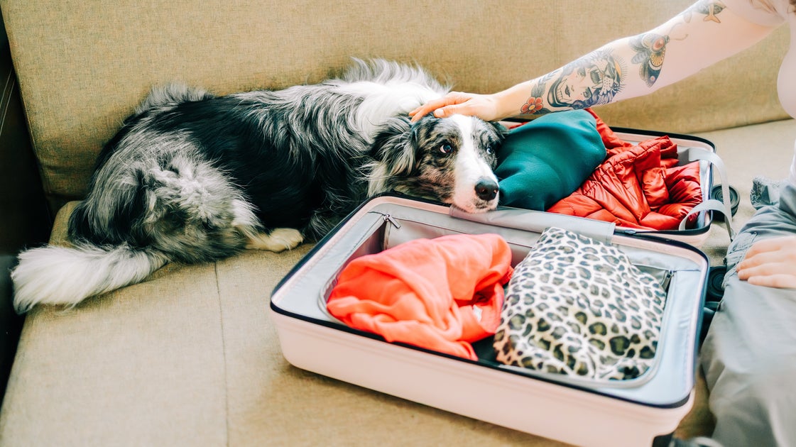 Dogs And FOMO: Why Dogs Seem Sad When You Leave | HuffPost Life