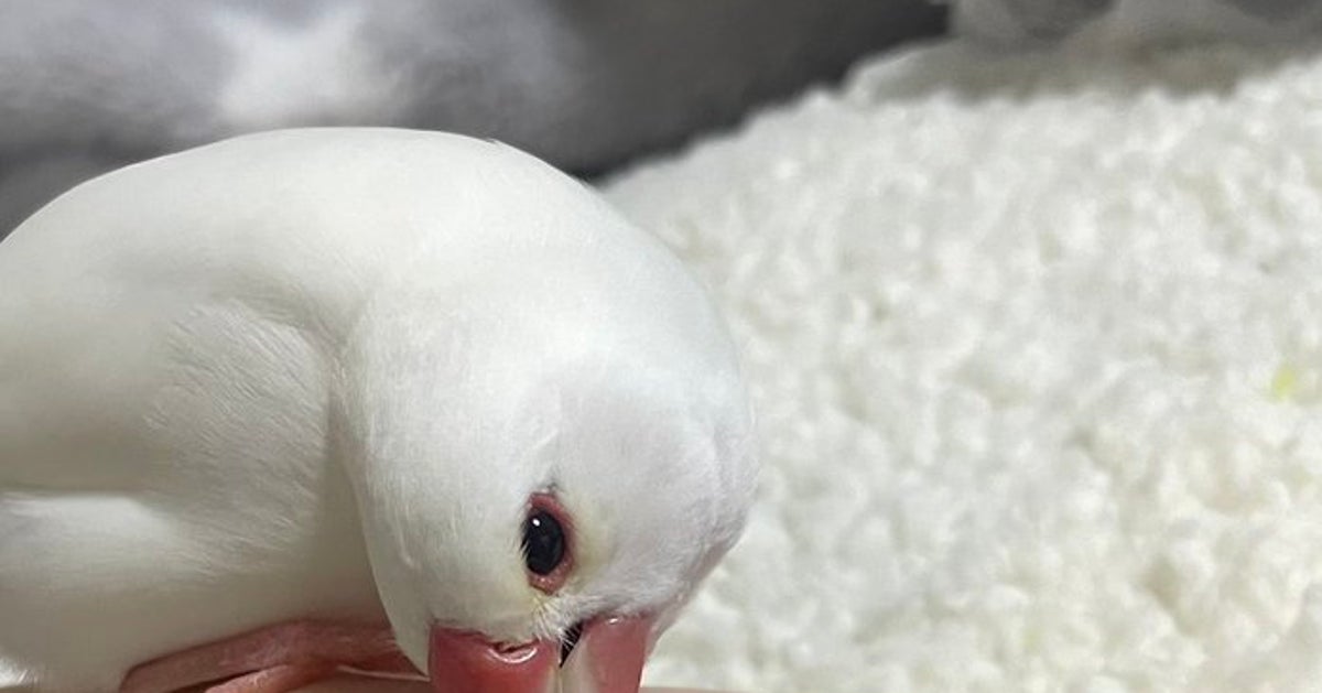 文鳥が大好物を横目に“理不尽すぎる”行動に...⇨「どうして」「解せぬ」と爆笑