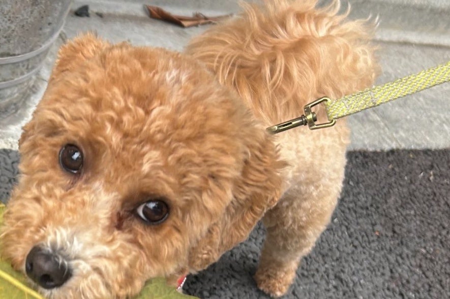 巨大な葉をくわえた犬、近所のおばあちゃんに「偉いわねー！」と褒められる。そのとき犬は...