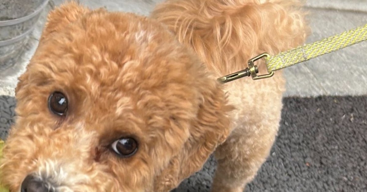 巨大な葉をくわえた犬、近所のおばあちゃんに「偉いわねー！」と褒められる。そのとき犬は...