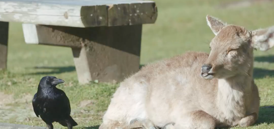 虚無顔の鹿にカラスが「かまちょしてて可愛い」⇨奈良公園での種族を超えた“やりとり”が話題