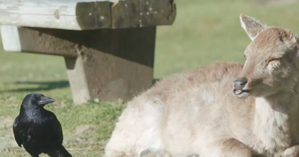 虚無顔の鹿にカラスが「かまちょしてて可愛い」⇨奈良公園での種族を超えた“やりとり”が話題