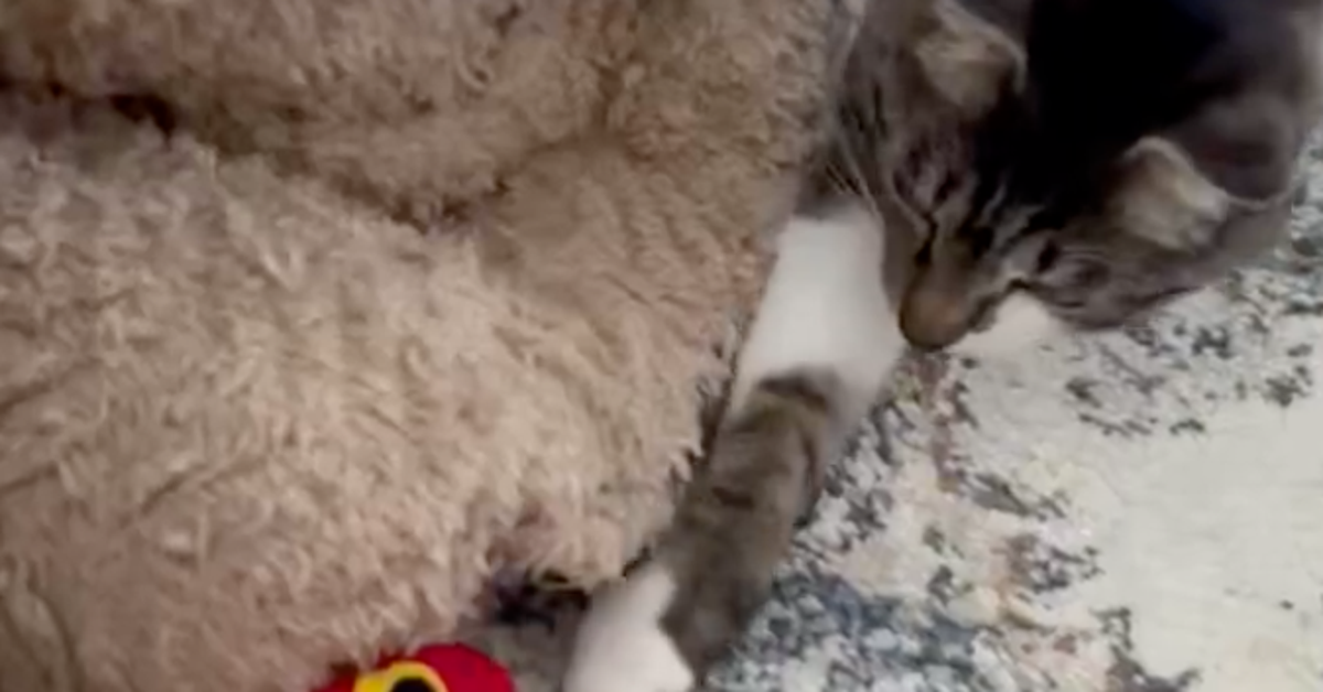 愛猫VS「新手のポケモン」、その正体は...⇨ビビりすぎる猫にネット爆笑