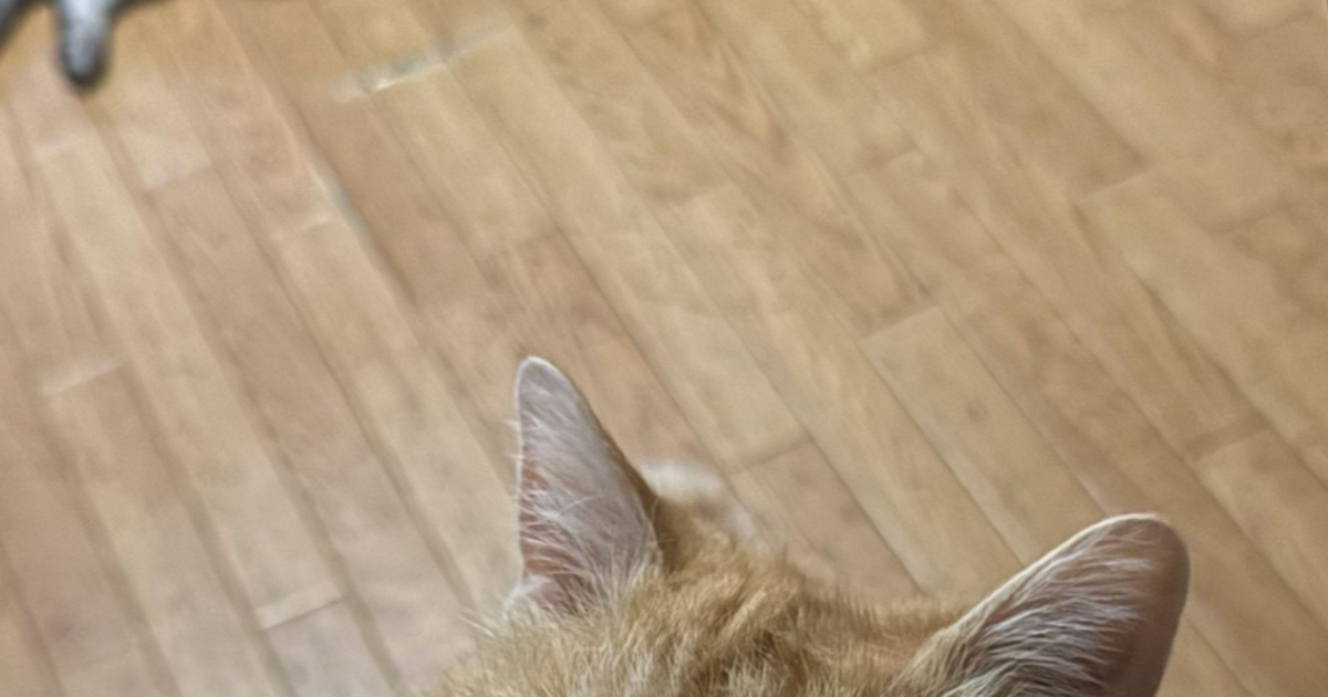 秒刻みで抱っこを迫る“執念深い愛猫”⇨「甘えん坊が顔に滲み出てる」「うちの子も同じ」の声